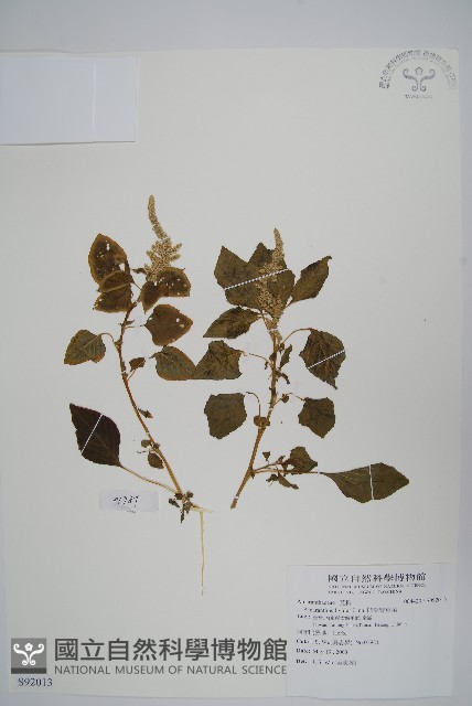 凹葉野莧菜藏品圖，第1張