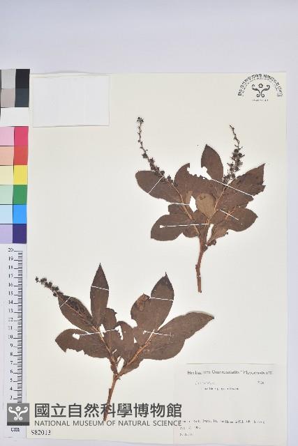 側花木藜蘆藏品圖，第1張