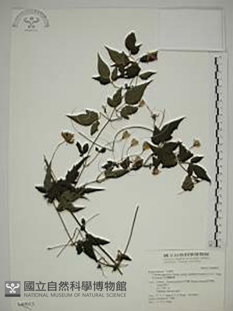 巴氏鐵線蓮藏品圖，第1張