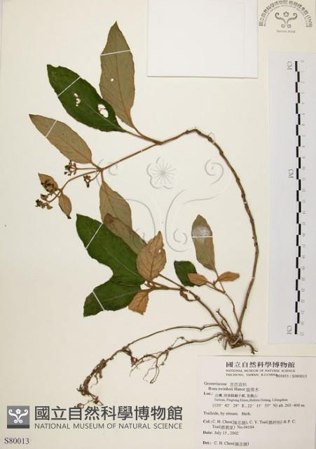 旋莢木藏品圖，第1張