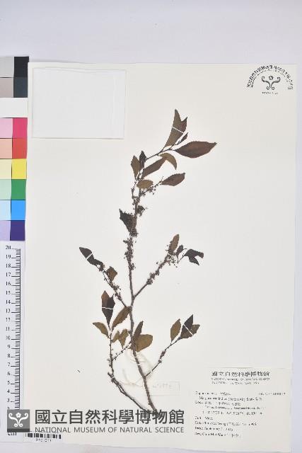 紫黃藏品圖，第1張