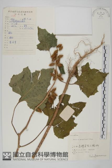 蒼耳藏品圖，第1張