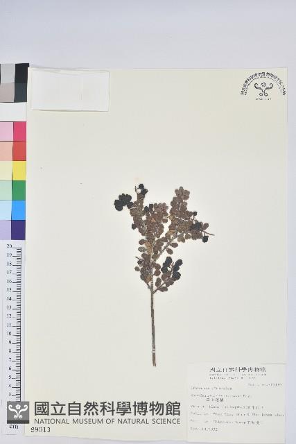 高山越橘藏品圖，第1張