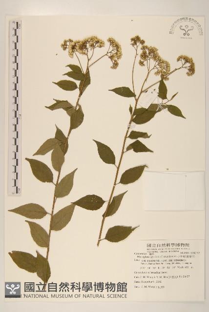 小舌菊、蔓綿菜藏品圖，第1張