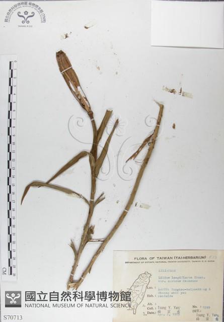 粗莖麝香百合、糙莖麝香百合、鐵炮百合藏品圖，第1張