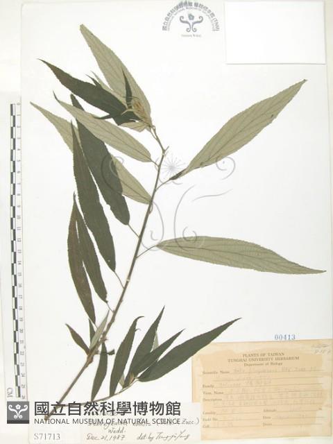 水麻藏品圖，第1張