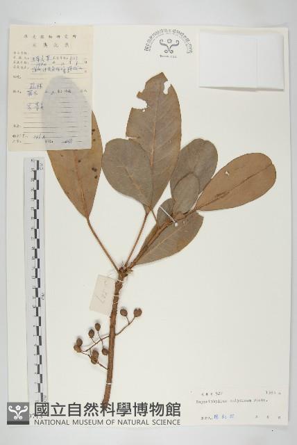 牛耳楓藏品圖，第1張