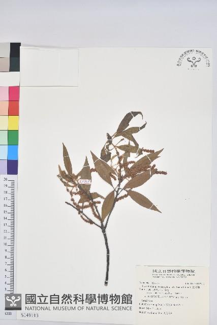 捲斗櫟藏品圖，第1張