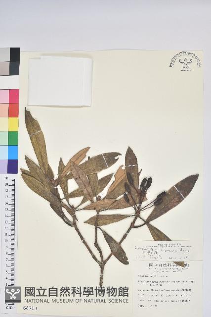 臺灣杜鵑藏品圖，第1張