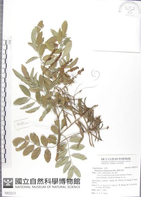 尖葉木藍藏品圖，第1張