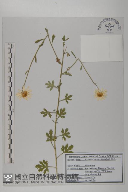 山菊藏品圖，第1張