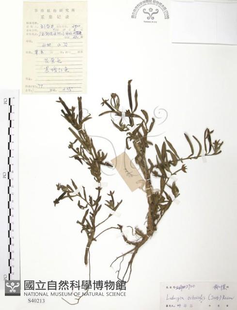 水丁香藏品圖，第1張