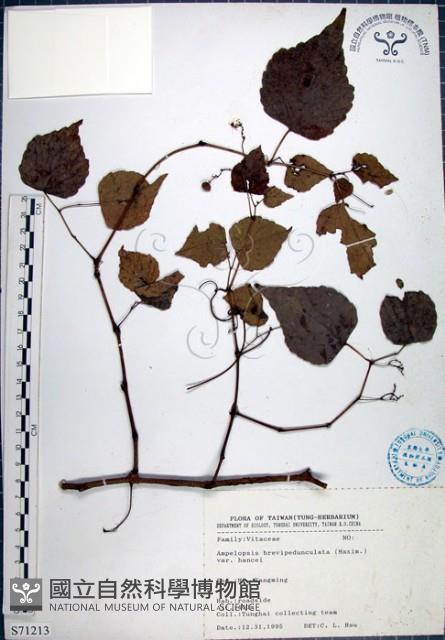 漢氏山葡萄藏品圖，第1張