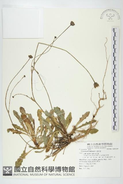 貓兒菊藏品圖，第1張