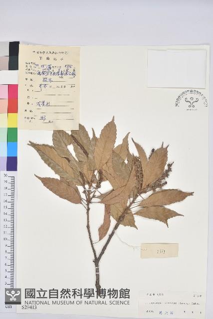 後大埔石櫟、煙斗柯藏品圖，第1張