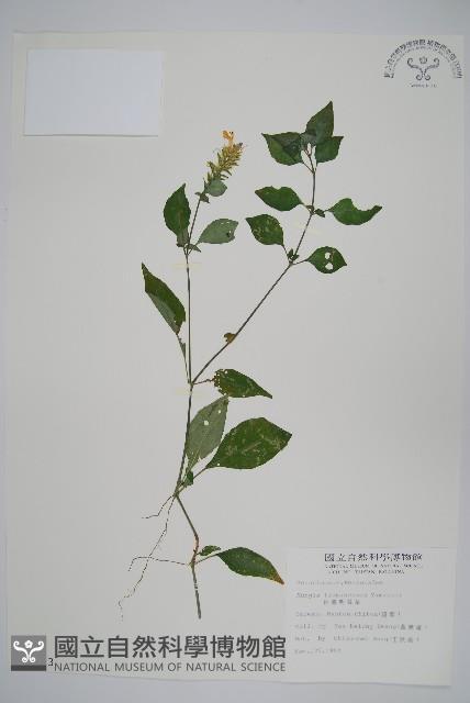 臺灣明萼草藏品圖，第1張