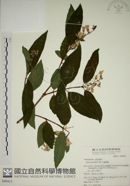 大葉溲疏藏品圖，第1張