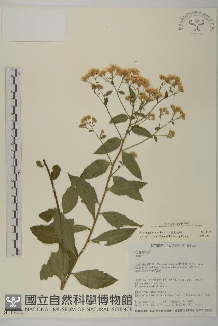 山白蘭藏品圖，第1張