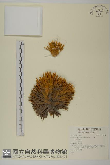 登錄號:S138413藏品圖，第1張