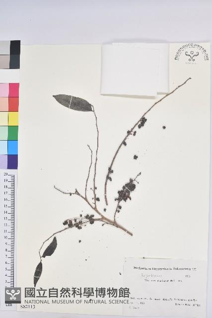 裡白饅頭果藏品圖，第1張