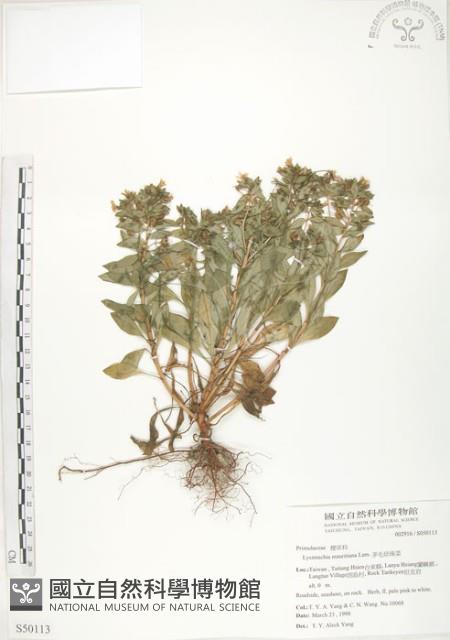 茅毛珍珠菜藏品圖，第1張