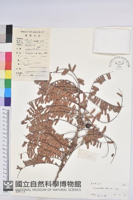 油柑藏品圖，第1張