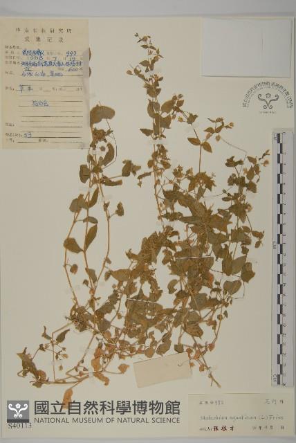 牛繁縷藏品圖，第1張