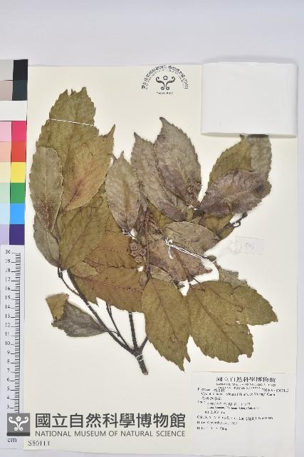 青剛櫟、鐵椆藏品圖，第1張