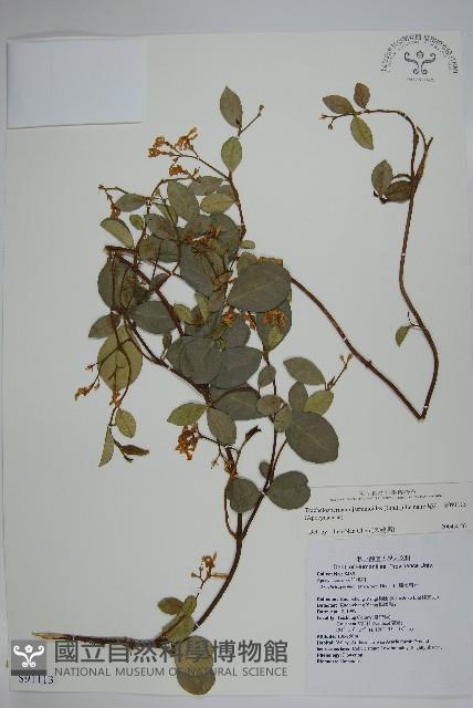 絡石藏品圖，第1張