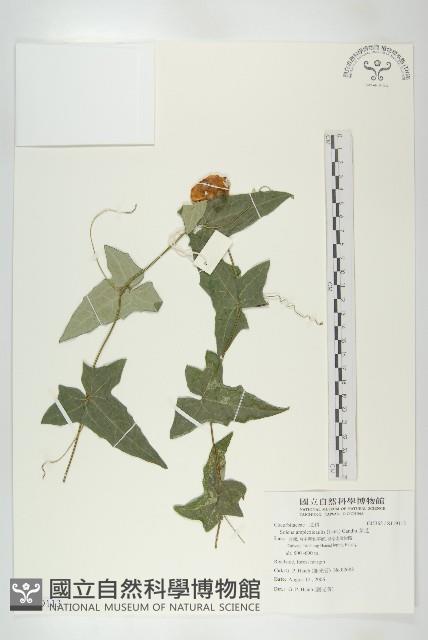 茅瓜藏品圖，第1張