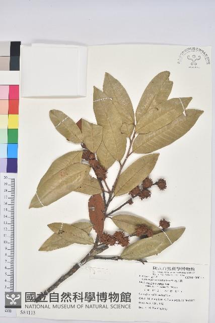 紅毛栲藏品圖，第1張