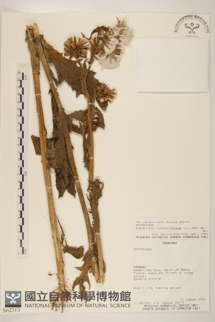 饑荒草藏品圖，第1張