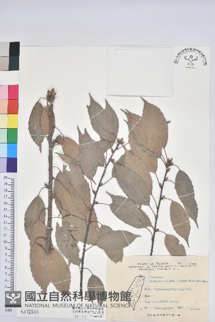 青剛櫟、鐵椆藏品圖，第1張