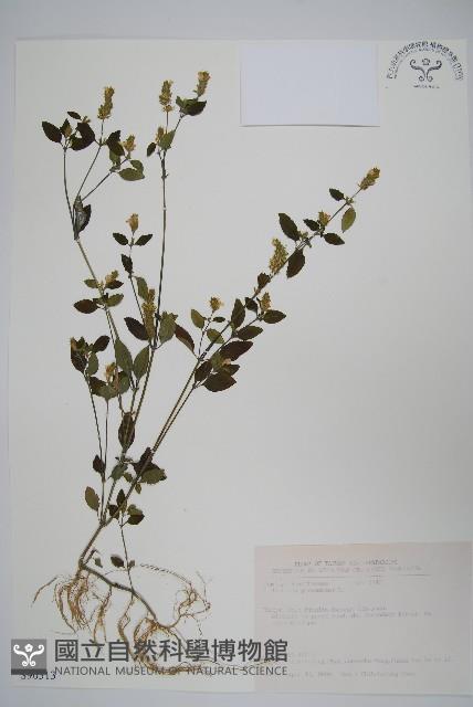 爵床藏品圖，第1張