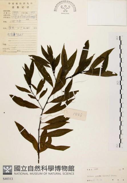 山胡椒藏品圖，第1張