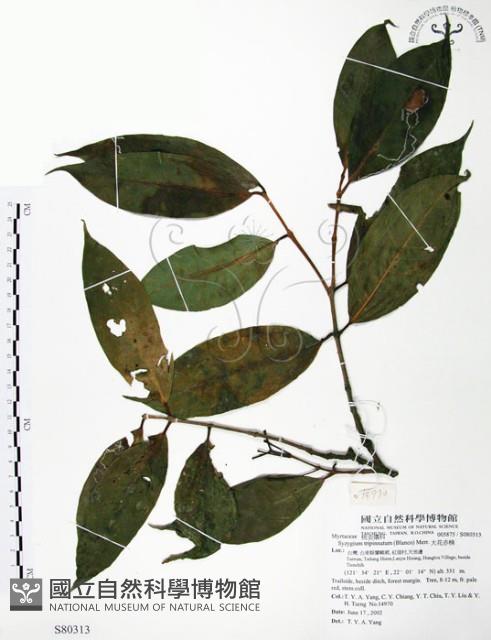 大花赤楠藏品圖，第1張