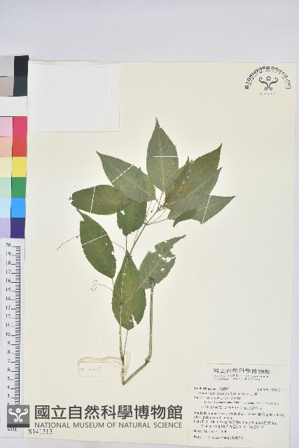 山靛藏品圖，第1張