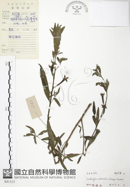 水丁香藏品圖，第1張