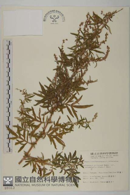 中南蒿藏品圖，第1張