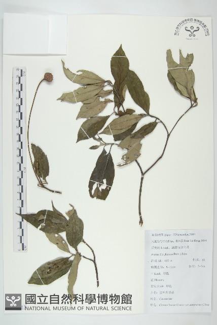 狹葉四照花藏品圖，第1張