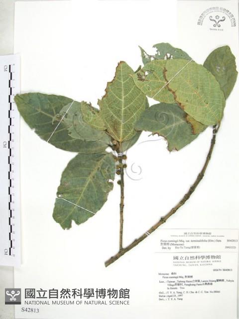 對葉榕藏品圖，第1張