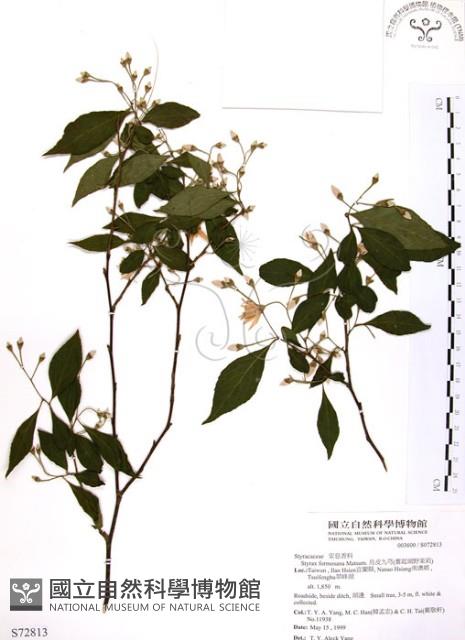 烏皮九芎、奮起湖野茉莉藏品圖，第1張