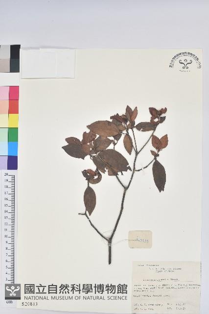 馬銀花藏品圖，第1張