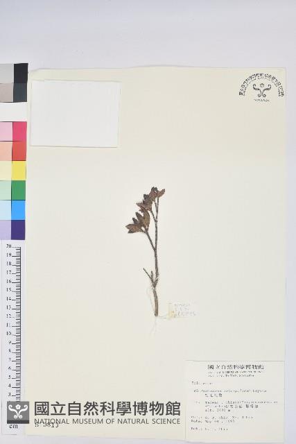 紅毛杜鵑藏品圖，第1張