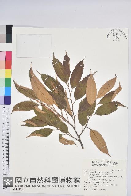 星刺栲、羅浮錐藏品圖，第1張