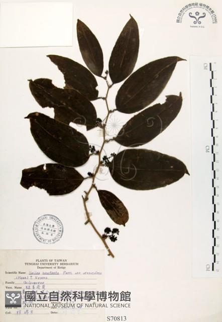 糙莖菝契藏品圖，第1張