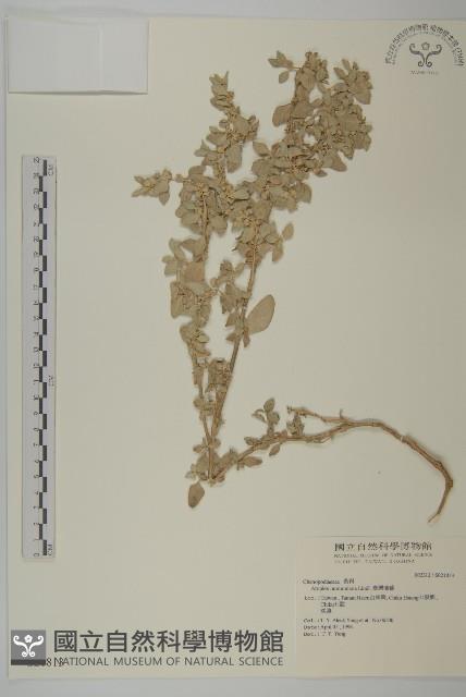 臺灣濱藜藏品圖，第1張