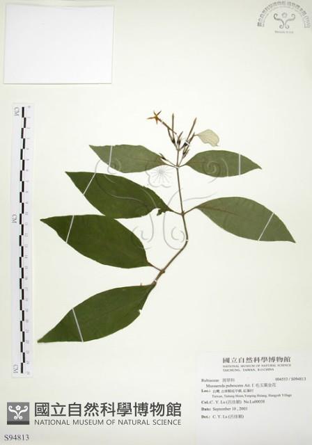 毛玉葉金花藏品圖，第1張