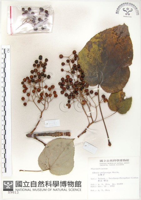 山桐子藏品圖，第1張
