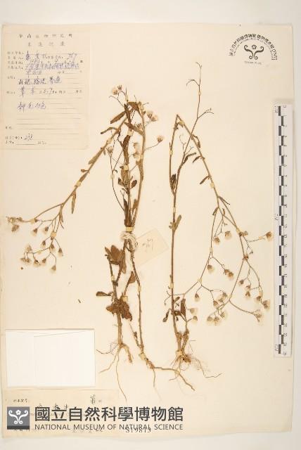 一枝香藏品圖，第1張